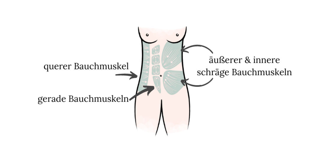 Grafik Bauchmuskulatur